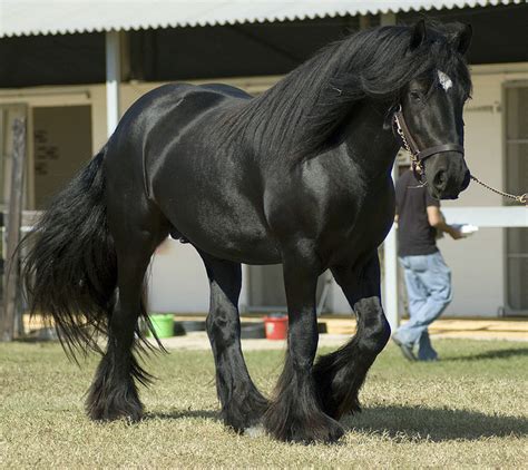 Gypsy Horse Info, Origin, History, Pictures