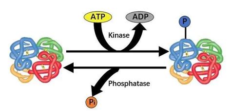 技术介绍 定量磷酸化蛋白质组学研究 知乎