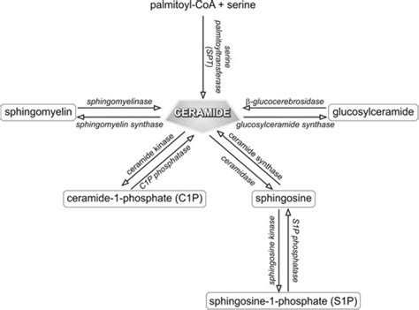 Pathways of sphingolipid metabolism | Download Scientific Diagram