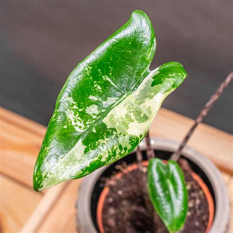 Alocasia Zebrina Variegata Moai Jungle Több mint gondolnád