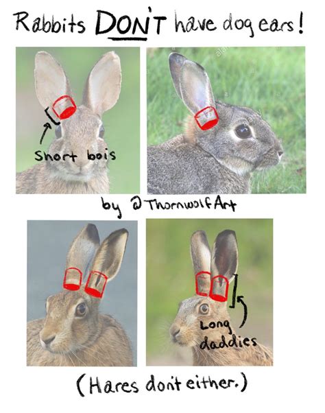 Do snakes eat bunnies the answer might scare you – Artofit