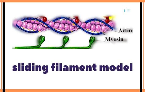 Easy Made Sliding Filament Model