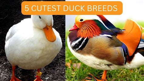 5 Cutest Duck Breeds Interesting Facts About Cute Ducks YouTube