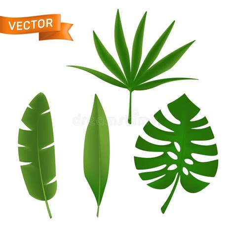 Conjunto De Hojas De Palmera Tropicales Exóticas Ilustración Vectorial