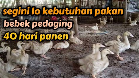 Kebutuhan Pakan Bebek Pedaging 40 Hari Panen YouTube