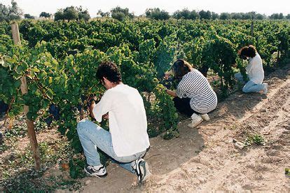 Alumnos de la carrera de Enología hacen prácticas en los viñedos