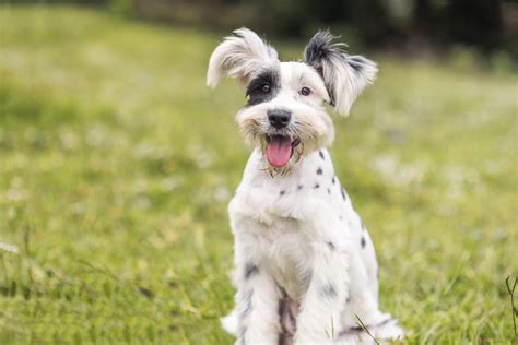 Breeds That Don't Shed: A List of Hypoallergenic Dogs! | ThatSweetGift