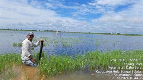 Dampak Banjir Di Hss Sudah Terlihat Ada Semaian Puso Padi Sorong