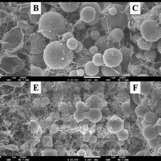 FE SEM Micrographs Of 10 O W Emulsion Stabilized By NFC At Various