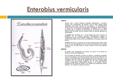 Parasitosis Humanas MorfologÍa Ppt Descarga Gratuita