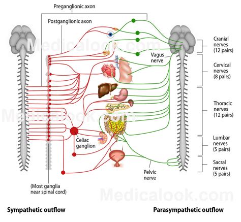 Autonomic nervous system - human anatomy