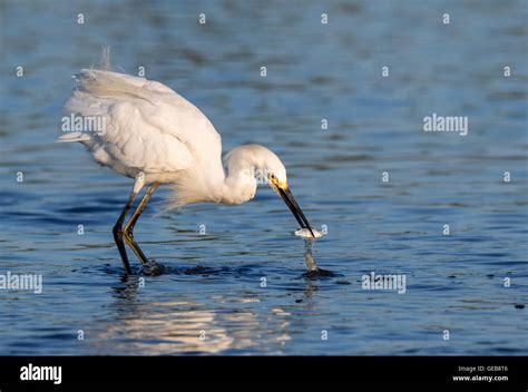 Snowy Egret Egretta Thula Fishing In Tidal Marsh Galveston Texas