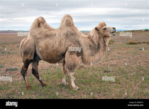 humped bactrian camels  res stock photography  images alamy