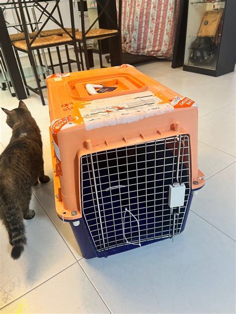 iata approved travel crate pet supplies homes  pet accessories