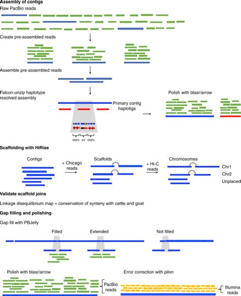 Chromosome Level Assembly Of The Water Buffalo Genome Surpasses Human