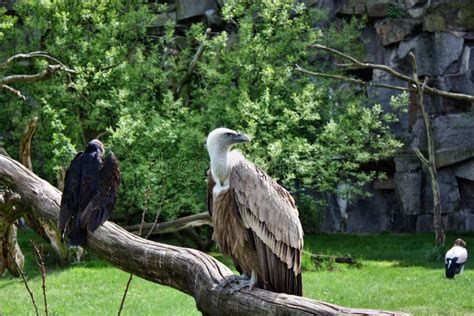 Vulture and condor stock image. Image of feather, animal - 31505743