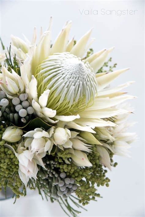 The White King Protea Absolutely Beautiful And Just As Rare The White