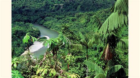 Los Bosques Del Mundo M S Amenazados Por La Tala Indiscriminada