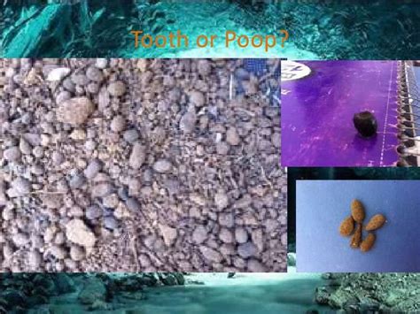 Cave archaeology and post depositional processes affecting taphonomy