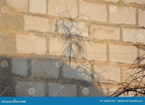 The Shadow Of A Tree On A Brick Wall Sunny Day Imprint Of Reality