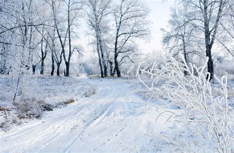 Banco De Imagens Panorama Rvore Natureza Floresta Ramo Neve