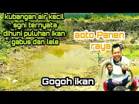 Gogoh Ikan Kubangan Air Kecil Ternyata Banyak Ikan Gabus Sama Ikan