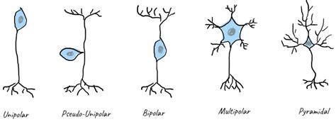 Neuro Science | ShareTechnote