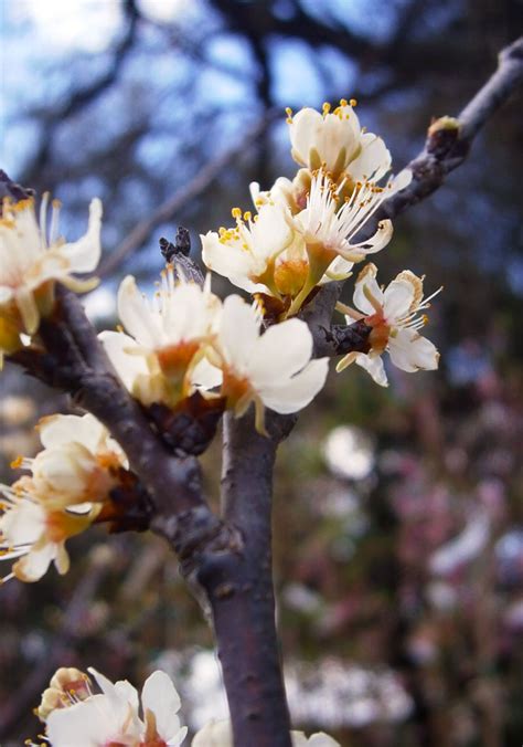 Mexican Flowering Plum March Plant Of The Month