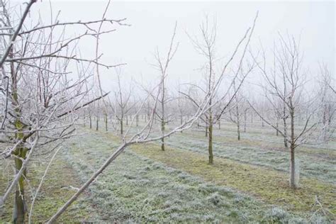 All About The Golden Plum Tree - Minneopa Orchards