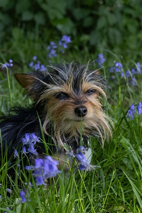 Meadow Dog Animal - Free photo on Pixabay - Pixabay