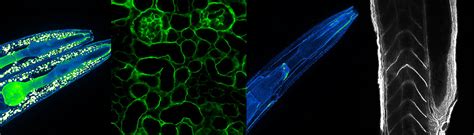 Localisation Data Bmbase A Resource For Basement Membrane Research