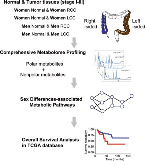 Sex Differences In Colon Cancer Metabolism Reveal A Novel Subphenotype