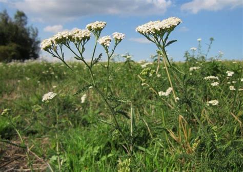 Características y cuidados de la Milenrama o Achillea millefolium