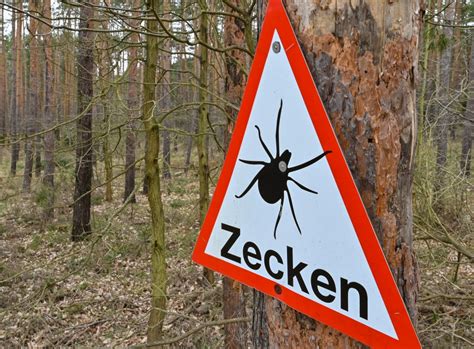 Zecken Alarm In Deutschland Rki Weitet Fsme Risikogebiete Aus Hier