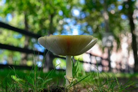 Kieme Bilder – Durchsuchen 43,482 Archivfotos, Vektorgrafiken und ...