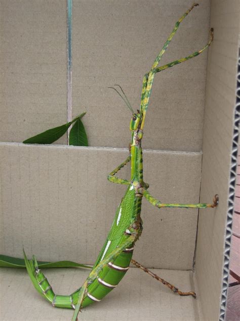 Amazing Stick Insect - Giant Stick Bug Facts, Photos, Information ...