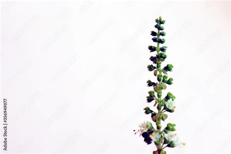 seeds of tulsi plant growing Stock Photo | Adobe Stock