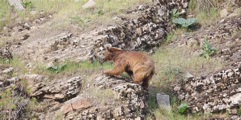 Wildlife Returns To Turkey S Southeastern Hakkari Province After Anti