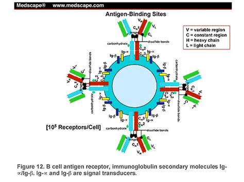 Dr Falus Andr S Egyetemi Tan R Genetikai Sejt S Immunbiol Giai