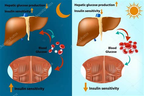 Metabolismo Muscular Y Hep Tico Esquel Tico Para La Regulaci N De Los