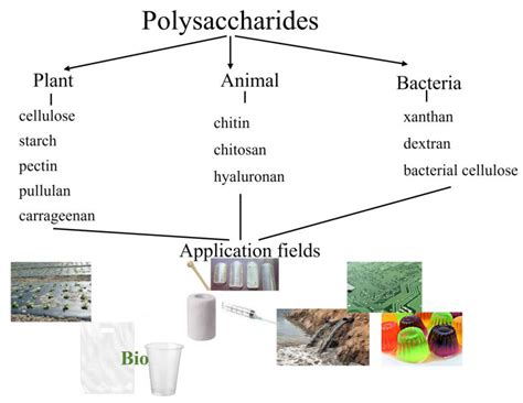 Polymers Free Full Text Polysaccharides For Biodegradable Packaging