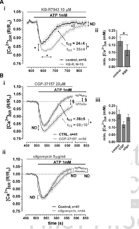 Figure 3 From Mitochondrial Regulation Of Sarcoplasmic Reticulum Ca2