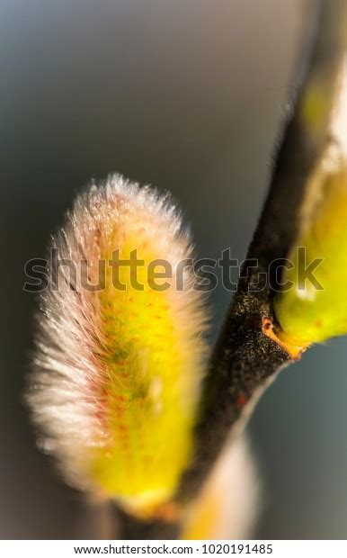 Pussy Willow Pussycat Catkins Classic Beginning Stock Photo Shutterstock