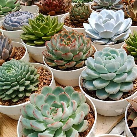 Top 30 Types Of Succulent Plant With Pictures And Names