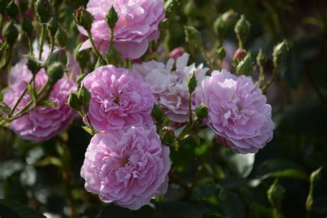 Rosedal Y P Rgola De Rosas Fragantes En Kew Gardens El Blog De La Tabla