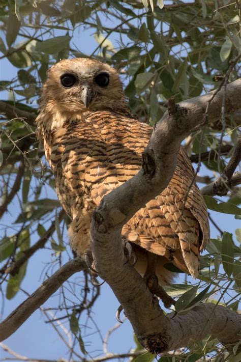 Birdwatching the Okavango Delta - 10,000 Birds