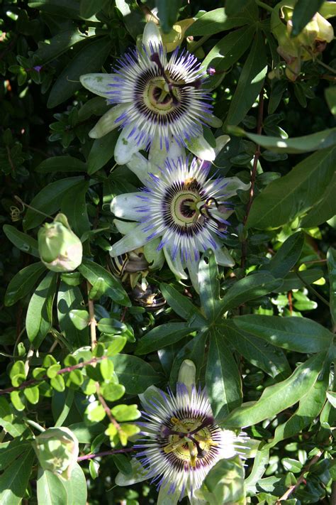 Paraguay blue passion flower pasionaria flor de la pasión o