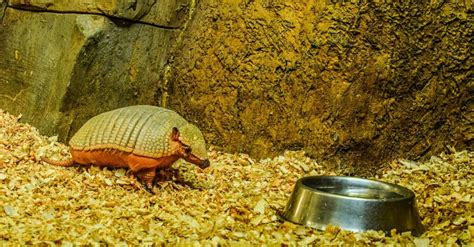 15 Cute Facts About Armadillos - Discover Walks Blog