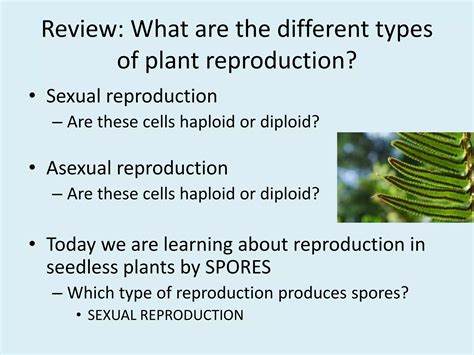 Plant Reproduction Seedless Plants Ppt Free Download