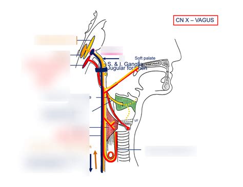 L Cnx Vagus Nerve Innervations Diagram Quizlet